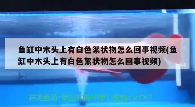 魚缸中木頭上有白色絮狀物怎么回事視頻(魚缸中木頭上有白色絮狀物怎么回事視頻)