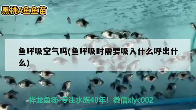 魚呼吸空氣嗎(魚呼吸時需要吸入什么呼出什么) 2024第28屆中國國際寵物水族展覽會CIPS（長城寵物展2024 CIPS） 第2張