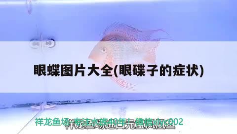 眼蝶圖片大全(眼碟子的癥狀) 觀賞魚