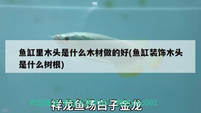 魚缸里木頭是什么木材做的好(魚缸裝飾木頭是什么樹根) 廣州祥龍國(guó)際水族貿(mào)易