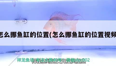 怎么挪魚缸的位置(怎么挪魚缸的位置視頻) 南美異型魚