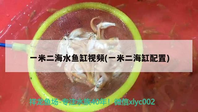 一米二海水魚缸視頻(一米二海缸配置)