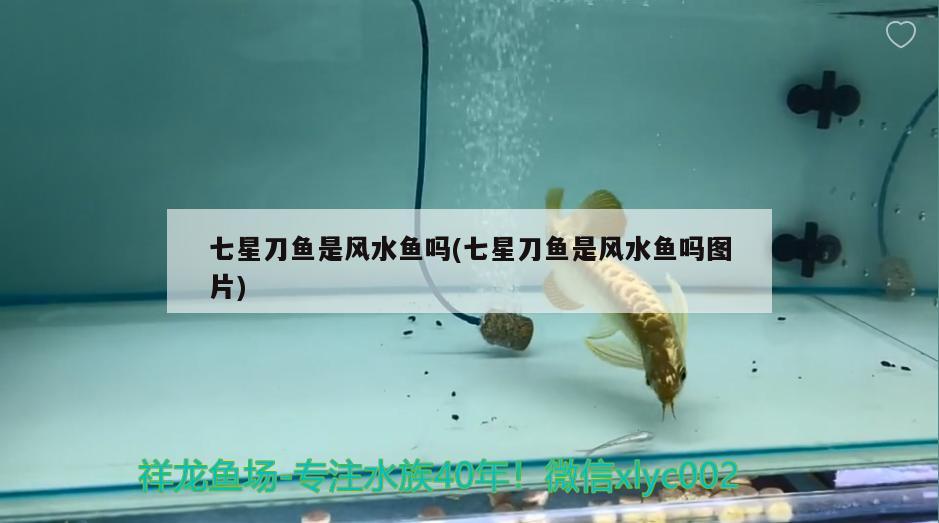 七星刀魚是風水魚嗎(七星刀魚是風水魚嗎圖片) 魚缸風水