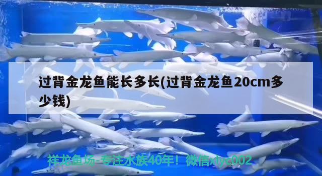 過背金龍魚能長(zhǎng)多長(zhǎng)(過背金龍魚20cm多少錢) 過背金龍魚 第1張