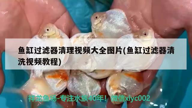 魚(yú)缸過(guò)濾器清理視頻大全圖片(魚(yú)缸過(guò)濾器清洗視頻教程) 潛水泵 第2張