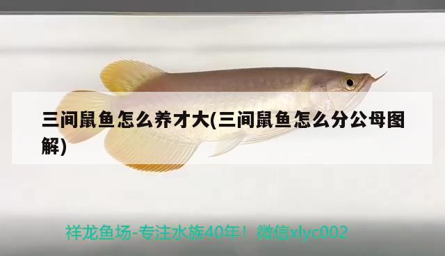 三間鼠魚怎么養(yǎng)才大(三間鼠魚怎么分公母圖解) 三間鼠魚