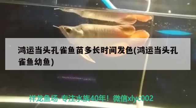 鴻運當頭孔雀魚苗多長時間發(fā)色(鴻運當頭孔雀魚幼魚)