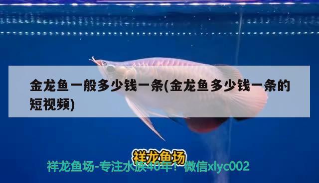 金龍魚一般多少錢一條(金龍魚多少錢一條的短視頻) 觀賞魚 第2張