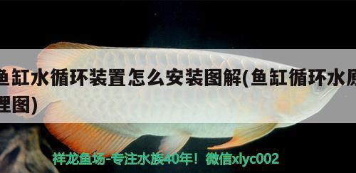 魚缸水循環(huán)裝置怎么安裝圖解(魚缸循環(huán)水原理圖)