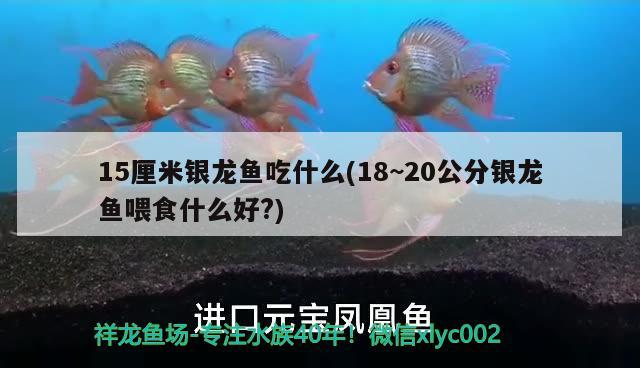 15厘米銀龍魚吃什么(18~20公分銀龍魚喂食什么好?) 銀龍魚