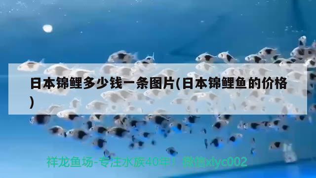 日本錦鯉多少錢一條圖片(日本錦鯉魚的價格) 觀賞魚