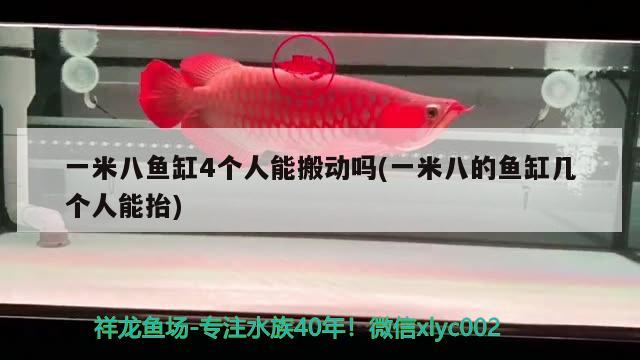 一米八魚缸4個(gè)人能搬動(dòng)嗎(一米八的魚缸幾個(gè)人能抬) 狗仔（招財(cái)貓)魚苗