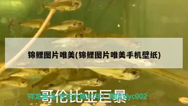 錦鯉圖片唯美(錦鯉圖片唯美手機(jī)壁紙) 觀賞魚