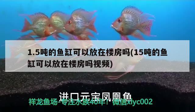 1.5噸的魚缸可以放在樓房嗎(15噸的魚缸可以放在樓房嗎視頻)