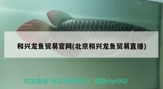 和興龍魚貿(mào)易官網(wǎng)(北京和興龍魚貿(mào)易直播) 和興紅龍