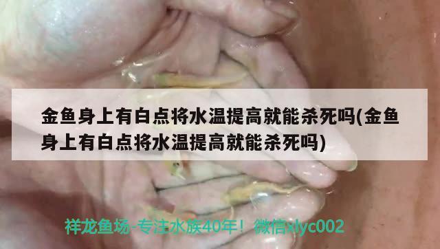 金魚身上有白點將水溫提高就能殺死嗎(金魚身上有白點將水溫提高就能殺死嗎) 觀賞魚