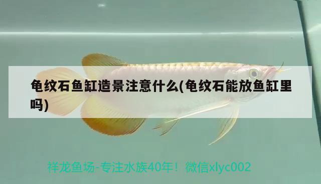 龜紋石魚缸造景注意什么(龜紋石能放魚缸里嗎)