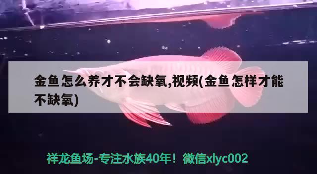 金魚怎么養(yǎng)才不會缺氧,視頻(金魚怎樣才能不缺氧) 觀賞魚