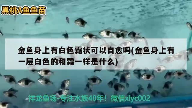 金魚身上有白色霜狀可以自愈嗎(金魚身上有一層白色的和霜一樣是什么)