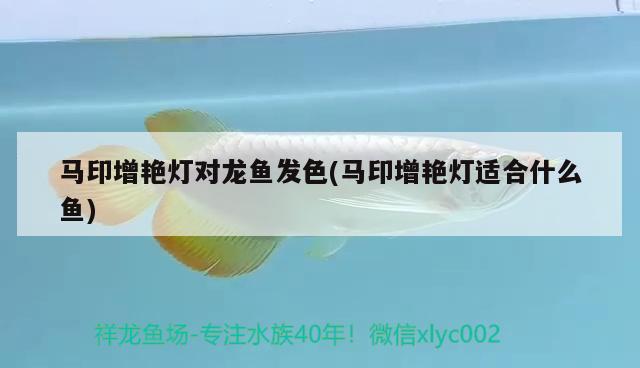 馬印增艷燈對(duì)龍魚發(fā)色(馬印增艷燈適合什么魚) 馬印水族