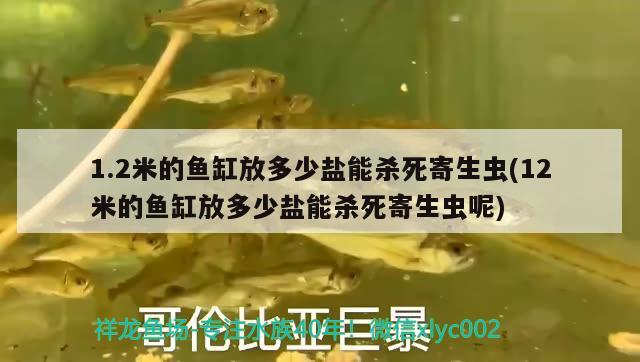 1.2米的魚(yú)缸放多少鹽能殺死寄生蟲(chóng)(12米的魚(yú)缸放多少鹽能殺死寄生蟲(chóng)呢)