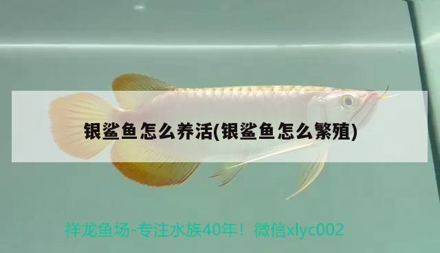 銀鯊魚怎么養(yǎng)活(銀鯊魚怎么繁殖) 觀賞魚