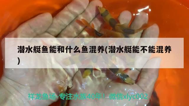 潛水艇魚(yú)能和什么魚(yú)混養(yǎng)(潛水艇能不能混養(yǎng))