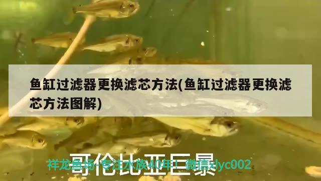 魚缸過濾器更換濾芯方法(魚缸過濾器更換濾芯方法圖解)