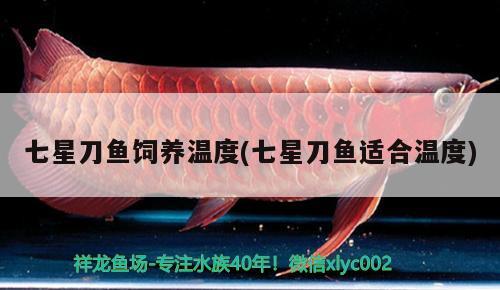 七星刀魚飼養(yǎng)溫度(七星刀魚適合溫度)