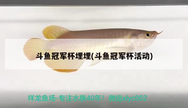 斗魚(yú)冠軍杯埋埋(斗魚(yú)冠軍杯活動(dòng))