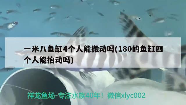 一米八魚缸4個人能搬動嗎(180的魚缸四個人能抬動嗎) 藍底過背金龍魚