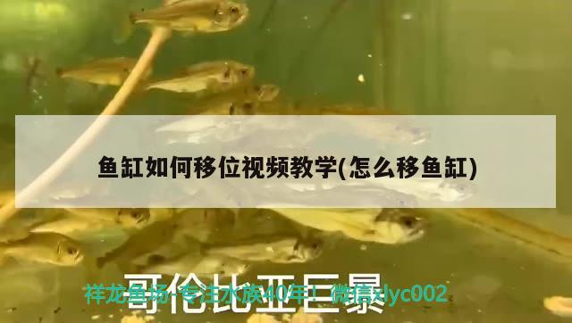 魚缸如何移位視頻教學(xué)(怎么移魚缸)