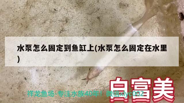 水泵怎么固定到魚缸上(水泵怎么固定在水里)