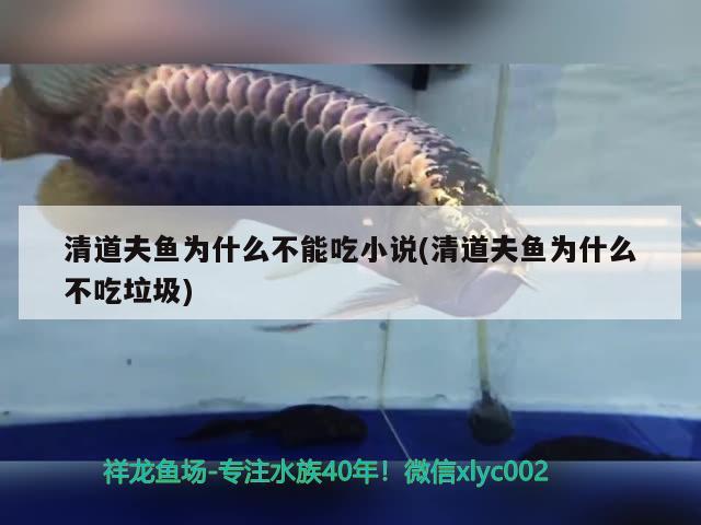 清道夫魚為什么不能吃小說(清道夫魚為什么不吃垃圾) 觀賞魚