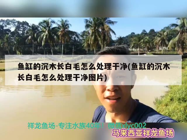 魚缸的沉木長白毛怎么處理干凈(魚缸的沉木長白毛怎么處理干凈圖片)