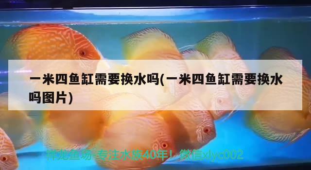 一米四魚缸需要換水嗎(一米四魚缸需要換水嗎圖片) 印尼小紅龍