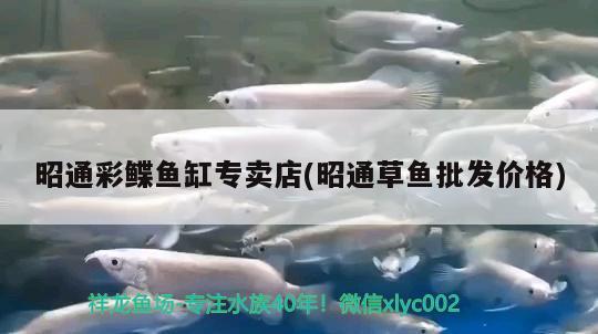 昭通彩鰈魚缸專賣店(昭通草魚批發(fā)價格)