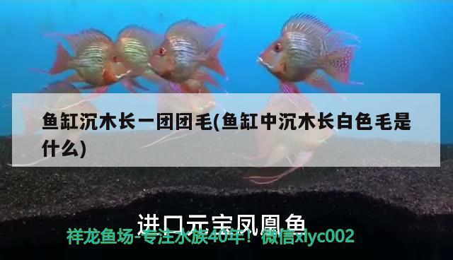 魚缸沉木長一團團毛(魚缸中沉木長白色毛是什么) 魚糧魚藥