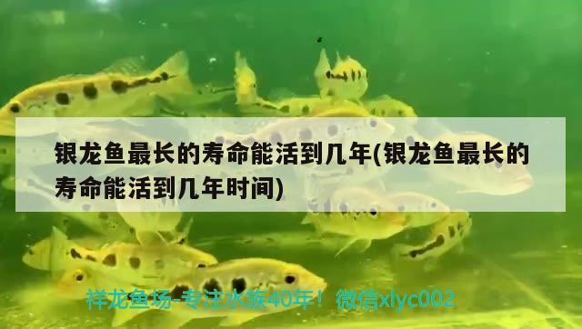 銀龍魚最長的壽命能活到幾年(銀龍魚最長的壽命能活到幾年時間)