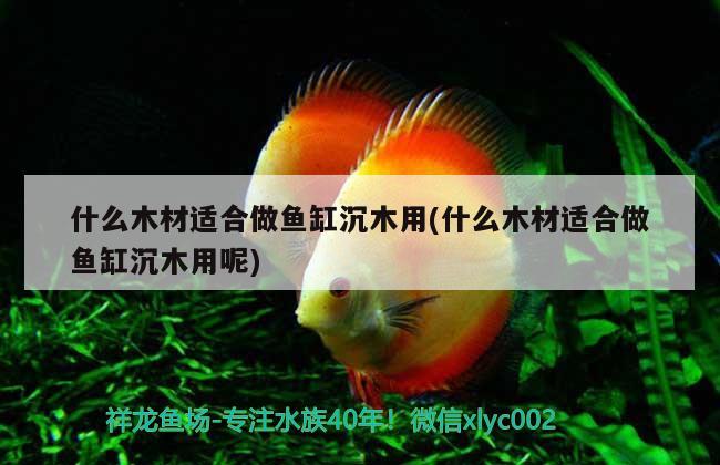 什么木材適合做魚缸沉木用(什么木材適合做魚缸沉木用呢) 水族雜談