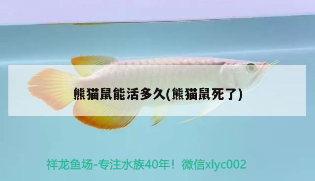 熊貓鼠能活多久(熊貓鼠死了) 觀賞魚(yú)