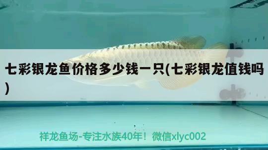 七彩銀龍魚價(jià)格多少錢一只(七彩銀龍值錢嗎)