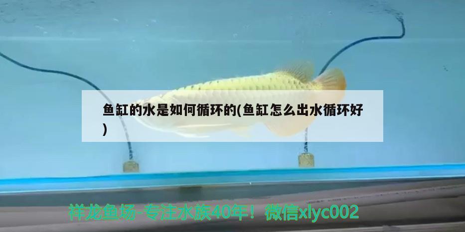 魚缸的水是如何循環(huán)的(魚缸怎么出水循環(huán)好)