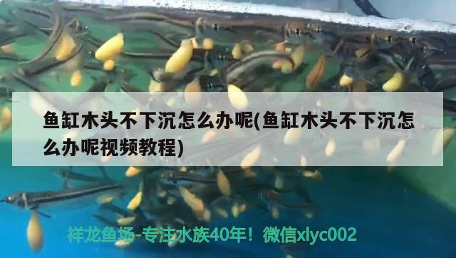 魚缸木頭不下沉怎么辦呢(魚缸木頭不下沉怎么辦呢視頻教程)