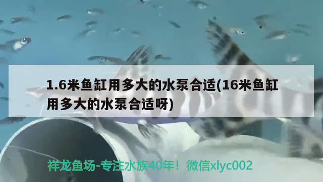 1.6米魚缸用多大的水泵合適(16米魚缸用多大的水泵合適呀) 狗頭魚