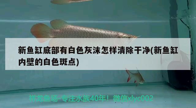 新魚缸底部有白色灰沫怎樣清除干凈(新魚缸內(nèi)壁的白色斑點(diǎn)) 白子紅龍魚