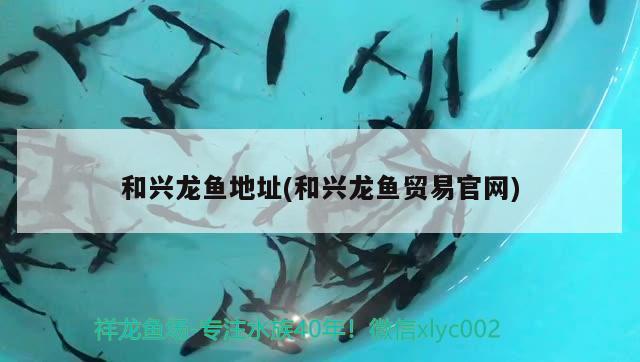 和興龍魚地址(和興龍魚貿(mào)易官網(wǎng))