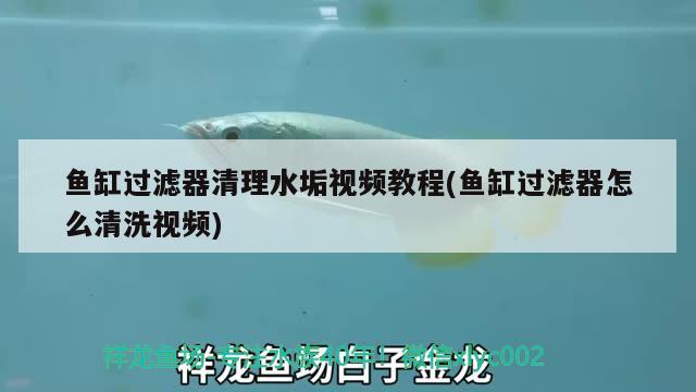 魚缸過濾器清理水垢視頻教程(魚缸過濾器怎么清洗視頻)