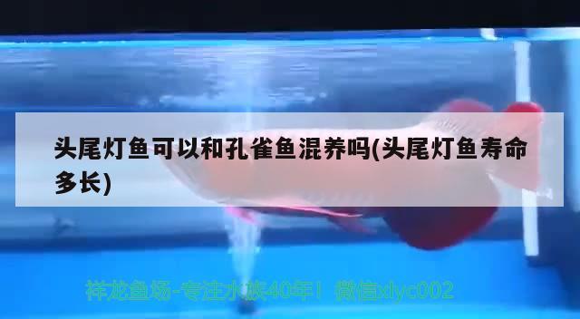 頭尾燈魚可以和孔雀魚混養(yǎng)嗎(頭尾燈魚壽命多長) 觀賞魚