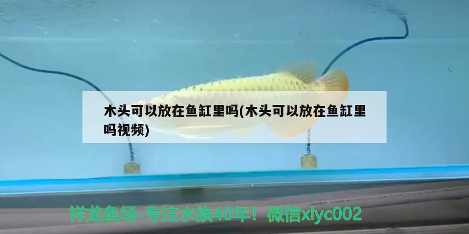 木頭可以放在魚缸里嗎(木頭可以放在魚缸里嗎視頻) 廣州觀賞魚批發(fā)市場